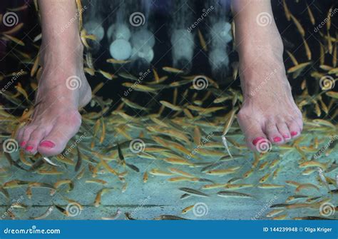 Fish pedicure stock photo. Image of aquarium, pedicure - 144239948