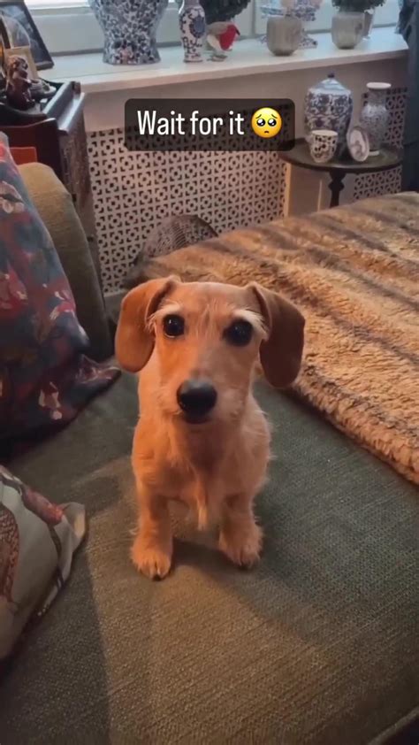Canine Aggression: Understanding and Managing - One News Page VIDEO