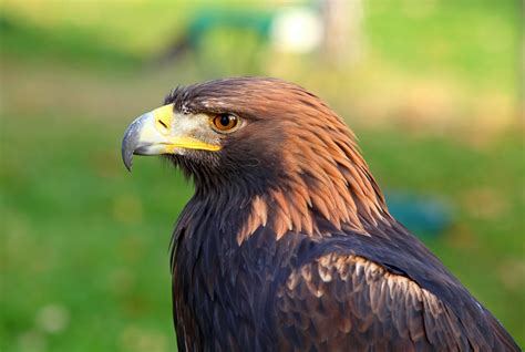 Golden Eagle Attacks Bear Golden Eagle Attacks Cameraman By Shamil