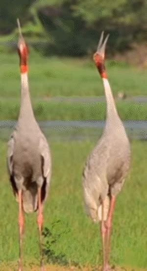 Siberian cranes absent from Bharatpur for 25 years: Hunting along ...