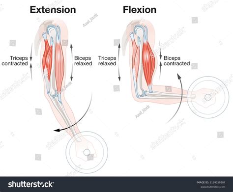 Extension And Flexion