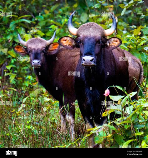 Close-up of gaur (Indian bison), India Stock Photo - Alamy