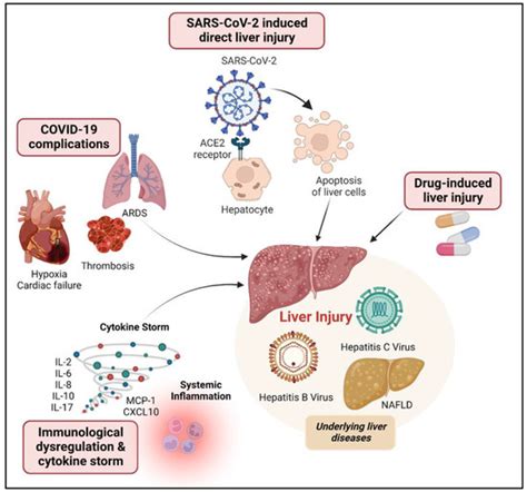 Liver Injury Associated with COVID-19 Infection: Pathogenesis ...