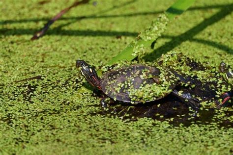 Image result for How Turtle Shells Grow