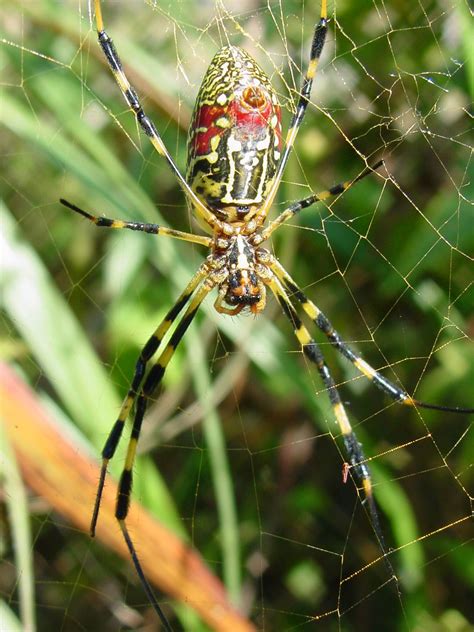 무당거미 Nephila clavata (Golden Orb-web Spider); Image ONLY