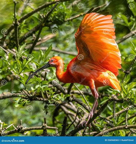 Scarlet Ibis, Eudocimus Ruber. Wildlife Animal in the Zoo Stock Image - Image of bill, colorful ...
