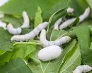 Sericulture Information Linkages and Knowledge System