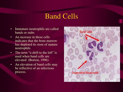 PPT - Neutrophils and Lymphocytes in Infection Diagnosis PowerPoint ...