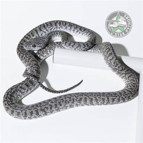 Image result for Axanthic Jungle Carpet Python