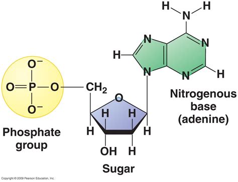 DNA Basic Unit 的图像结果