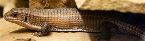 How to Care for Your Sudan Plated Lizard | Reptile Supply