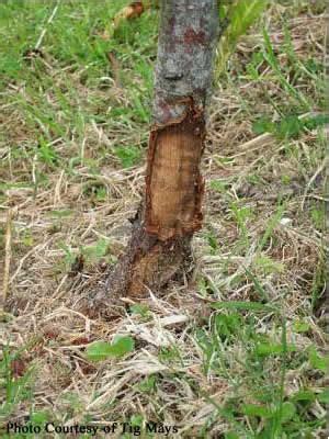 Image result for Tree Felling Injury