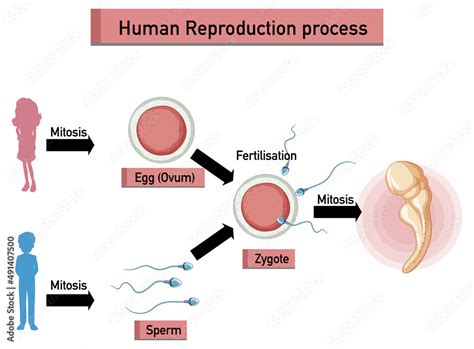 Image result for How Is Reproduction Done in Humans