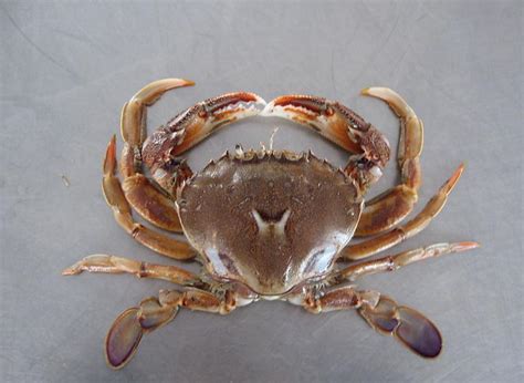 常见的螃蟹有哪几种 海里螃蟹种类图片大全_农业知识 - 农业站
