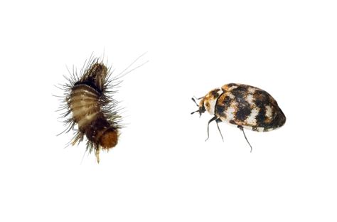 The Ultimate Guide to Carpet Beetles: How to Get Rid of Them and ...