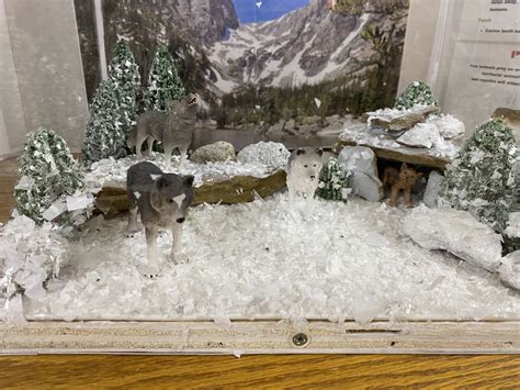 Gray Wolf Habitat Diorama