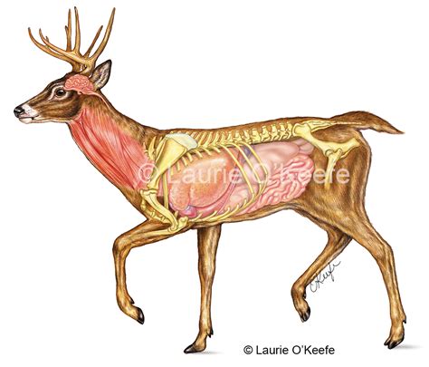 Anatomy Of Deer
