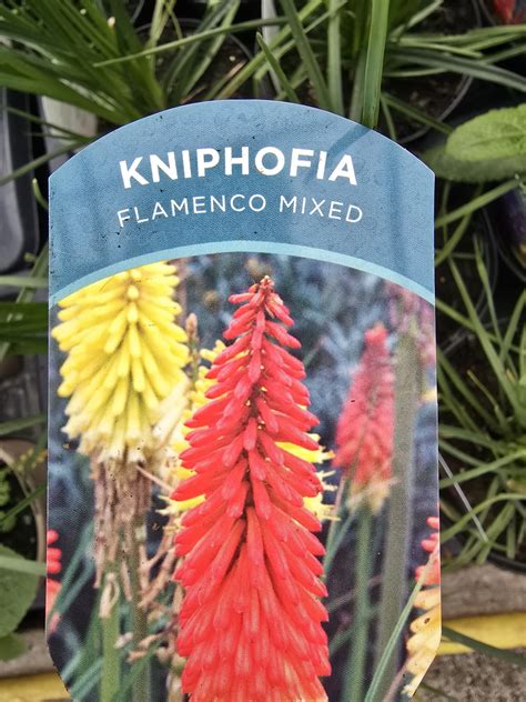 Kniphofia flamenco mixed 2ltr £9.99 - Holland House Garden Centre Preston