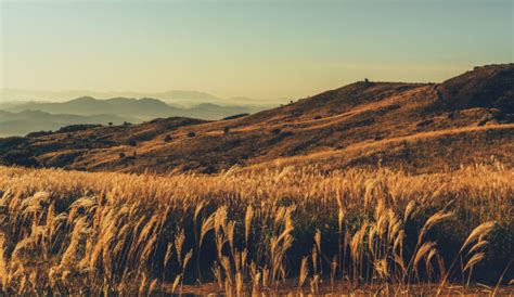 Protection of Ecosystem 的图像结果