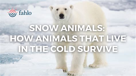 10 Snow Animals: How Animals that Live in the Cold Survive – Fahlo