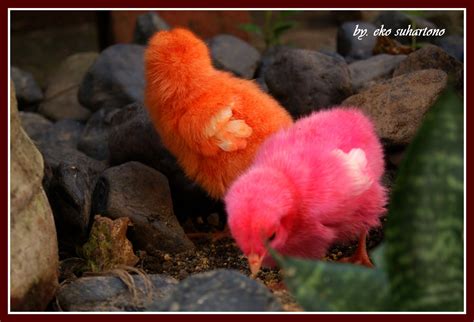 Chicken 的图像结果