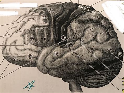 Cortex 的图像结果