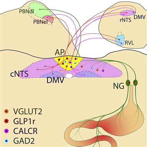 Nausea and the Brain: The Chemoreceptor Trigger Zone Enters the Molecular Age: Neuron