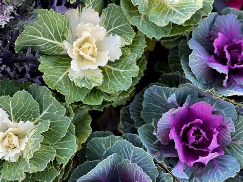 Best Winter Plants for Pots: 15 Plants That Thrive Even When Temps Drop ...