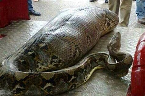 Image result for Python Eats Duck