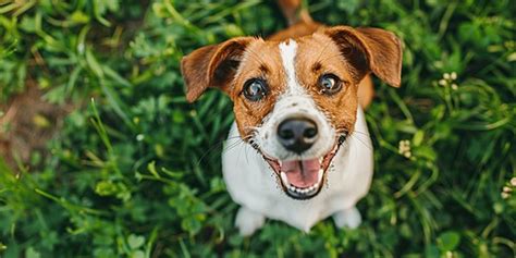 Dog Meat Armor 的图像结果