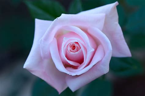 Image result for Flower Digram Using Turtle Python