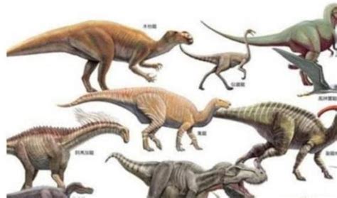 恐龙化石_360百科
