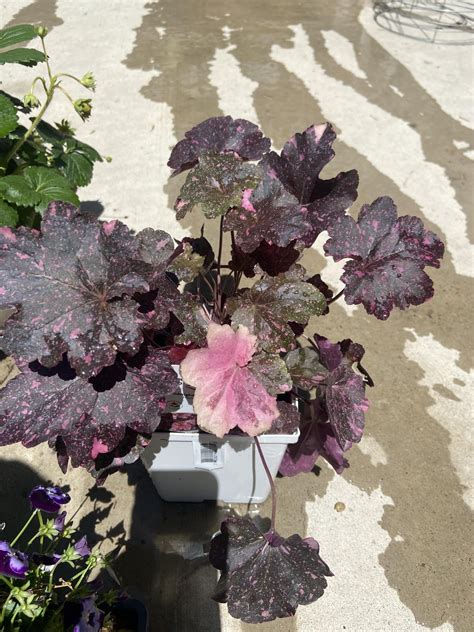 Just picked up this Heuchera ‘midnight rose’. What a beaut! : r/plants