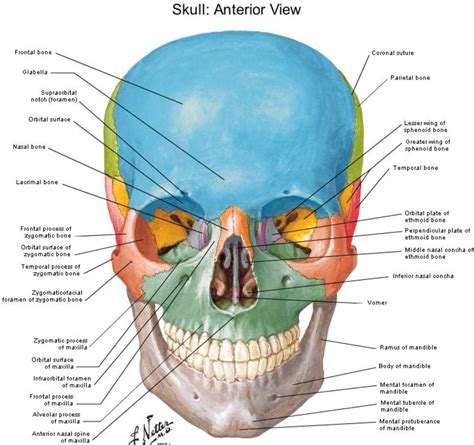 Anterior view Skull - Netter | Skull anatomy, Craniosacral therapy ...