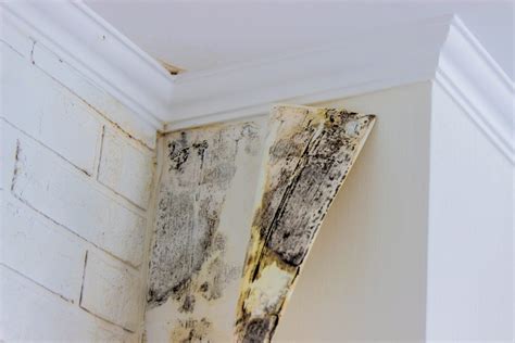 Is that Mold You Are Smelling in Your House? | Family Handyman