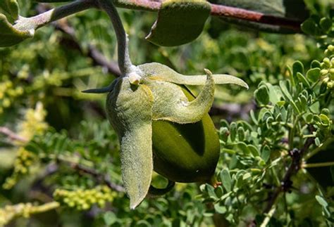 シカグロウ ボディクリーム | 敏感肌・ゆらぎ肌スキンケアのsitrana公式通販