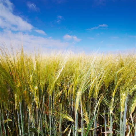 What is Agriculture: Understanding the Basics and Importance