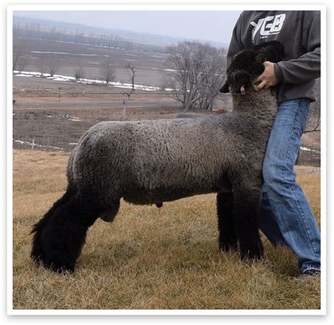 Going Commando Prom 的图像结果