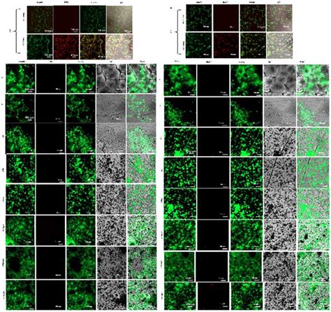 Microscope Cell 的图像结果