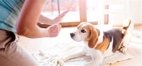 Image result for Training Retrieving Dogs