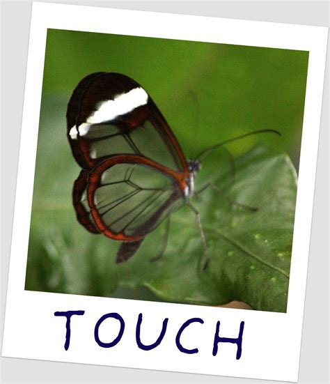 Image result for Alien Betta Fish Clear
