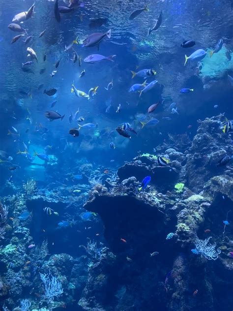 large aquarium fish