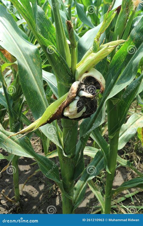 Photo of Symptoms of Swelling Burning Disease & X28;Corn Smut& X29; Due To Ustilago Maydis ...