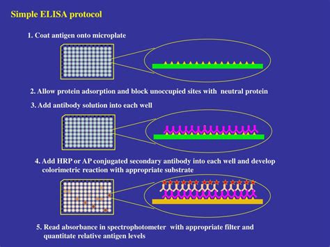 Image result for Standard Elisa Protocol