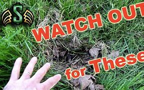 Image result for Rabbit Nest On Lawn