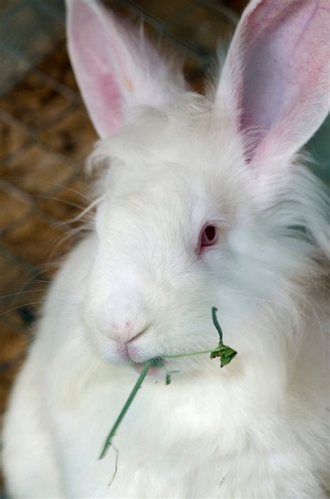 Giant Angora Rabbits: Largest Angora Breed - The Rabbit Hop