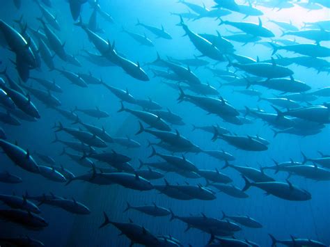 Atlantic Bluefin Tuna Facts: Habitat, Diet, Conservation & More