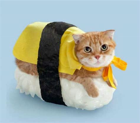 Top 10 Strange Images of Cats Dressed as Sushi