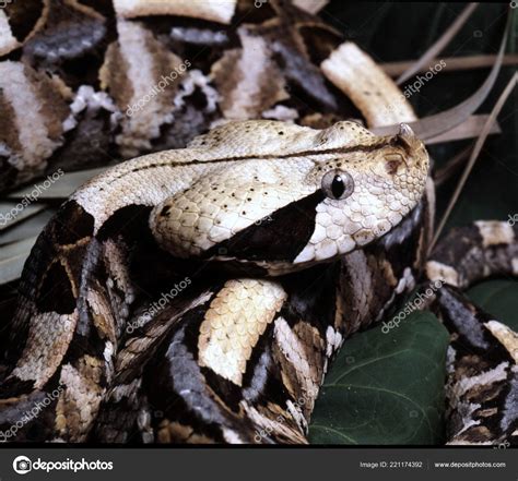 Gaboon Viper Fangs