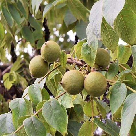 World’s deadliest tree: Nature’s lurking danger! - The Etimes ...